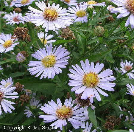  Aster novi-belgii 